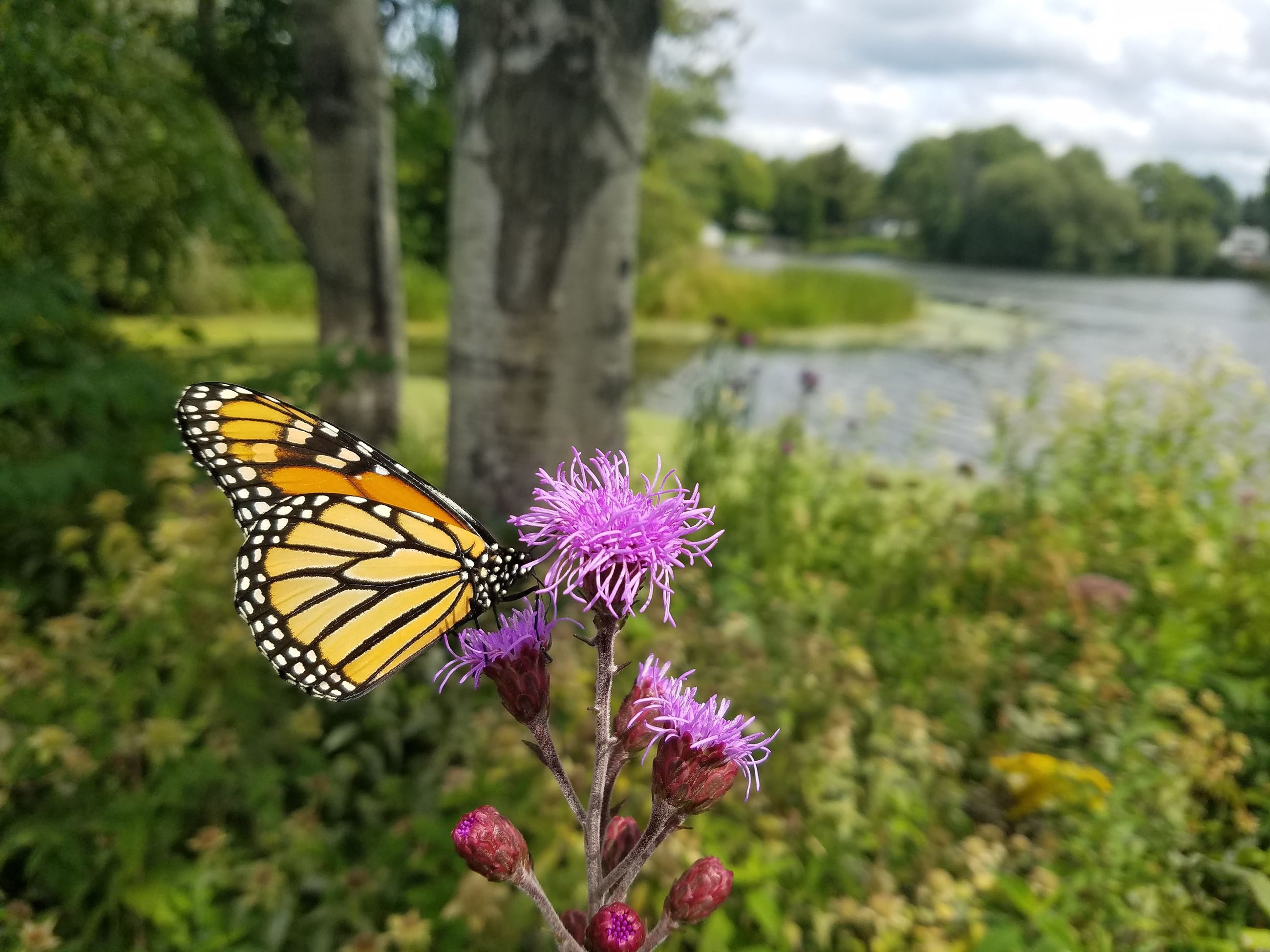 4_ErinDavids_MainStreet_2019ShawanoInFocus (002)