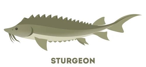 sturgeon-fish-ocean-sea-idea-260nw-1260063661